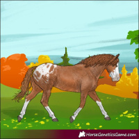 Horse Color:Chestnut Splash Blanket 