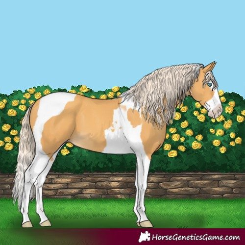 Horse Color:Gold Cream Champagne Splash Tobiano 