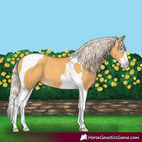 Horse Color:Gold Cream Champagne Splash Tobiano 