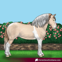 Horse Color:Gold Champagne Dun Splash Tobiano