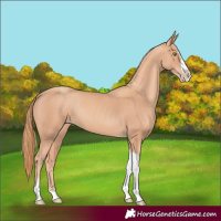 Horse Color:Gold Champagne Splash Tobiano
