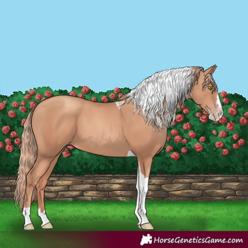 Horse Color:Gold Champagne Splash Tobiano