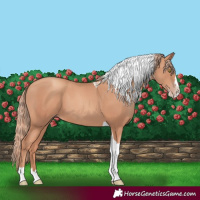 Horse Color:Gold Champagne Splash Tobiano