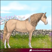 Horse Color:Gold Champagne Splash Tobiano 
