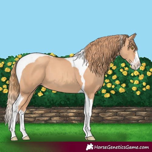 Horse Color:Gold Champagne Splash Tobiano 