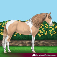 Horse Color:Gold Champagne Splash Tobiano