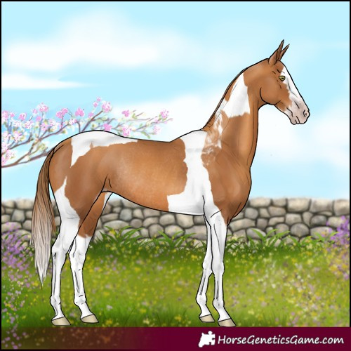 Horse Color:Gray Gold Champagne Splash Tobiano Rabicano 