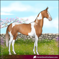 Horse Color:Gray Gold Champagne Splash Tobiano Rabicano 