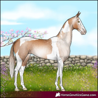 Horse Color:Gray Gold Champagne Splash Tobiano Rabicano 