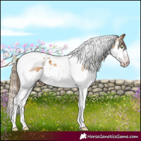 Horse Color:Gray Gold Champagne Splash Tobiano