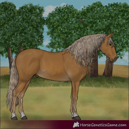 Horse Color:Palomino