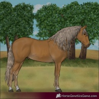 Horse Color:Palomino 
