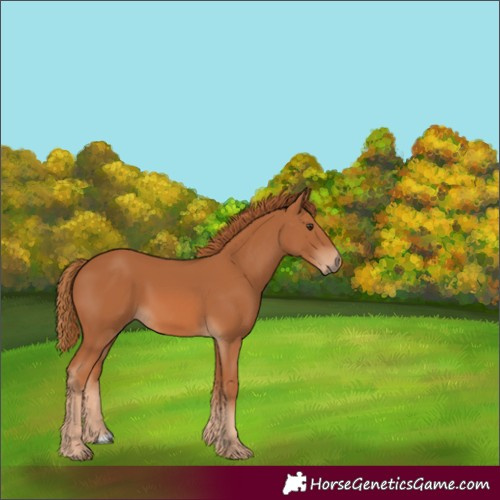 Horse Color:Chestnut 