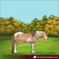 Horse Color:Gray Perlino Tobiano