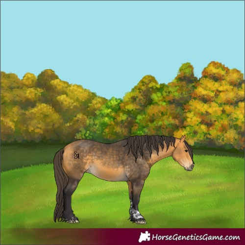 Horse Color:Buckskin Tobiano