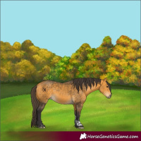 Horse Color:Buckskin Tobiano