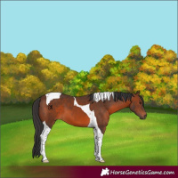 Horse Color:Brown Tobiano 