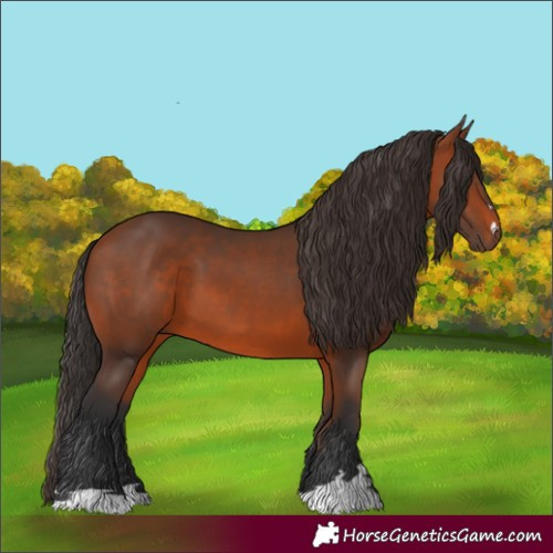 Horse Color:Bay 