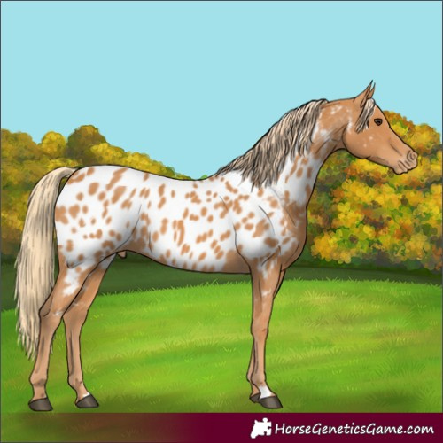 Horse Color:Chestnut Near Leopard 