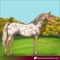 Horse Color:Chestnut Near Leopard 