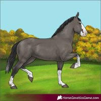 Horse Color:Grullo Splash 