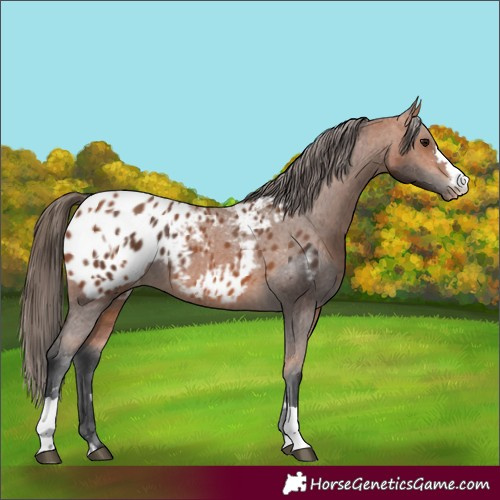 Horse Color:Bay Appaloosa  and Bay Appaloosa 