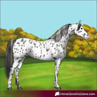 Horse Color:Grullo Appaloosa 