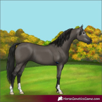 Horse Color:Gray Grullo 