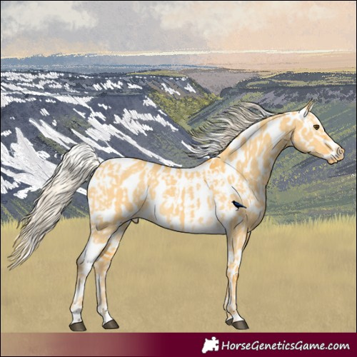 Horse Color:Palomino Dun Appaloosa  and Palomino Dun Appaloosa 