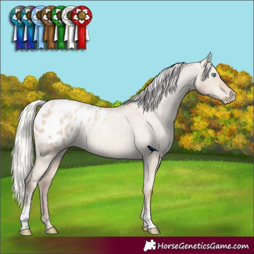 Horse Color:Silver Grullo Pearl Blanket Rabicano 