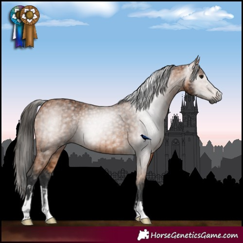 Horse Color:Gray Bay  and Bay 