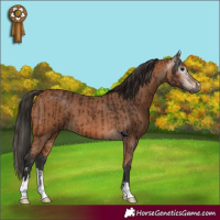 Horse Color:Gray Bay and Bay