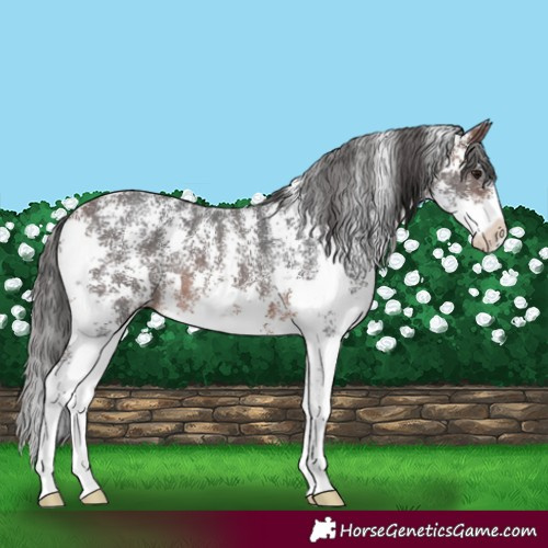 Horse Color:Brown Sabino Rabicano 