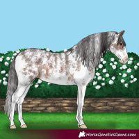 Horse Color:Brown Sabino Rabicano 