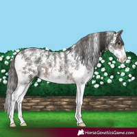 Horse Color:Brown Sabino Rabicano 