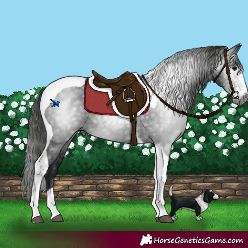 Horse Color:Gray Black Sabino Tobiano 