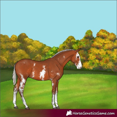 Horse Color:Silver Bay Sabino 