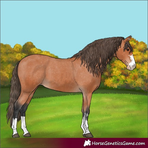 Horse Color:Bay Appaloosa 