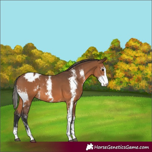 Horse Color:Bay Sabino Appaloosa 