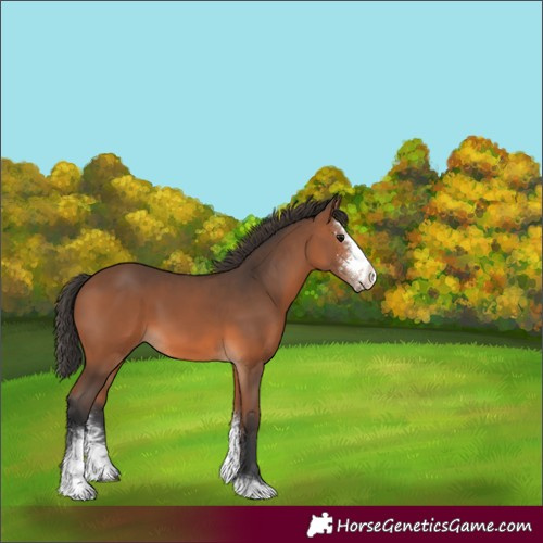 Horse Color:Bay Sabino 