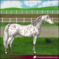 Horse Color:Silver Brown Dun Near Leopard 
