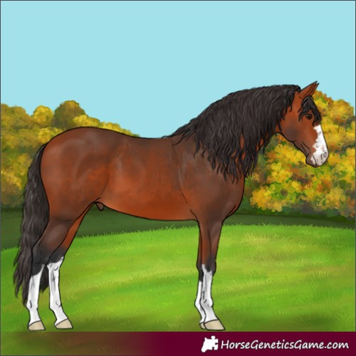 Horse Color:Bay 