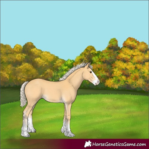 Horse Color:Palomino Splash