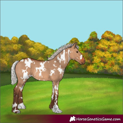 Horse Color:White Spotted Silver Bay Dun Rabicano 