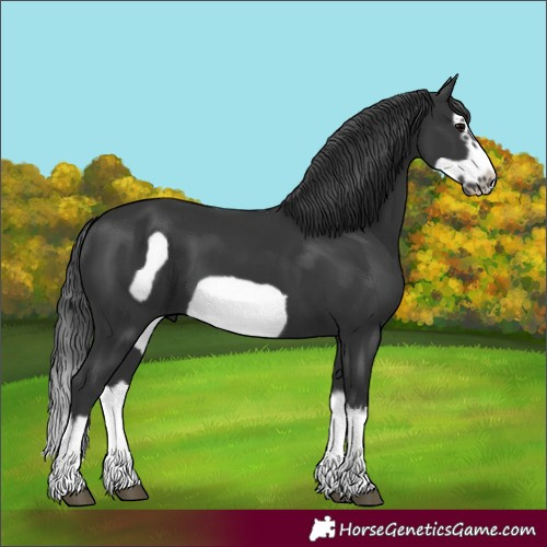 Horse Color:Unknown 