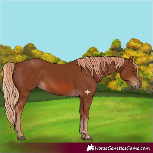 Horse Color:Chestnut 