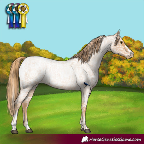 Horse Color:Red Roan Pearl Appaloosa  and Red Roan Pearl Appaloosa Rabicano 