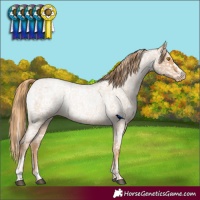 Horse Color:Red Roan Pearl Appaloosa  and Red Roan Pearl Appaloosa Rabicano 