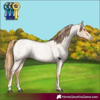 Horse Color:Red Roan Pearl Appaloosa  and Red Roan Pearl Appaloosa Rabicano 