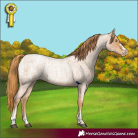 Horse Color:Red Roan Pearl Appaloosa  and Red Roan Pearl Appaloosa Rabicano 